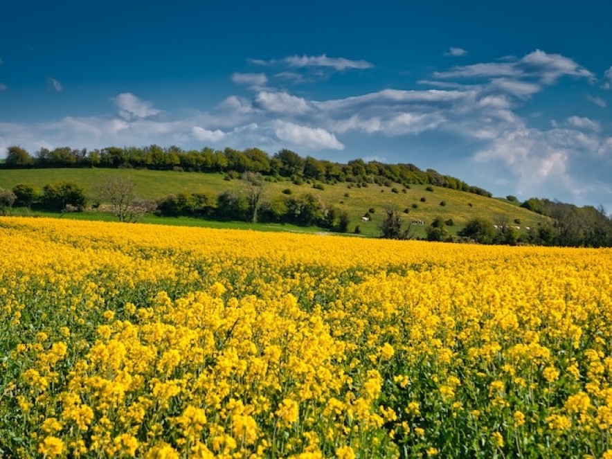 Rapeseed fields