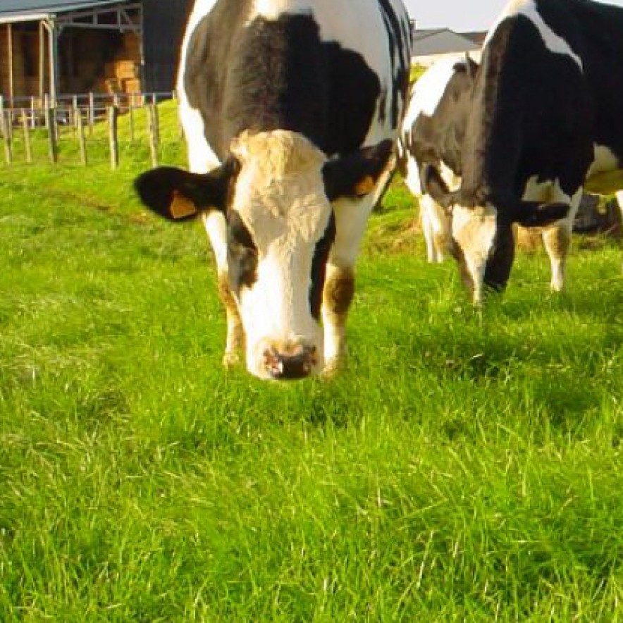 Cow in a meadow