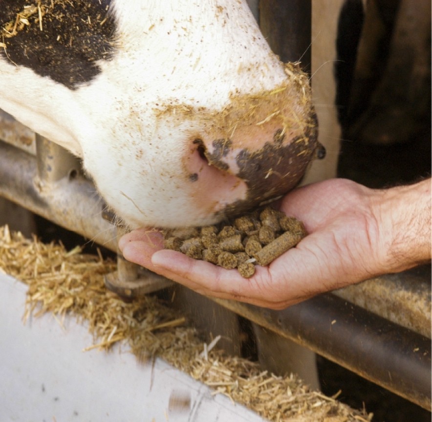 Feeding cow