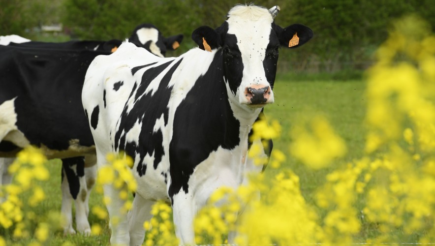 Vache tachetée dans un champs de colza